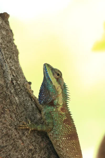 Thai Lizard on Tree. — Stock Photo, Image