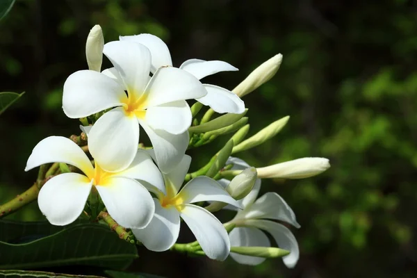 Plumeria Five Petals, Yellow Middle and Outside White, Isolated on Black Background. — Stock Photo, Image