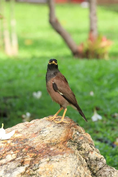 Common Myna, Indian Myna, Mynah Acridotheres Tristis Tristis on Stone. — 스톡 사진