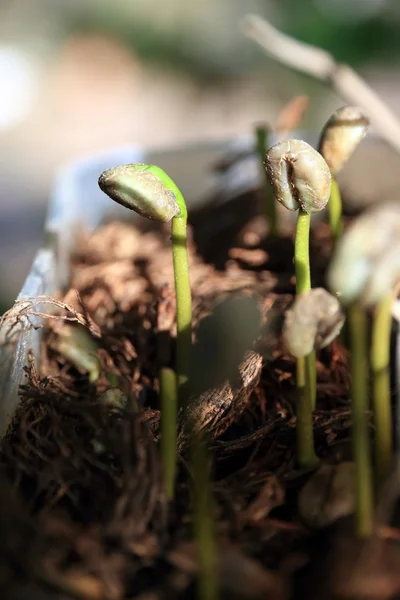 Closeup of a Young Coffee Plant Sprout Seedling from the Ground. — Stock Photo, Image