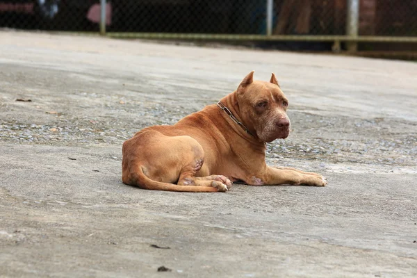 American Pit Bull Sleeping on Cement Floor. — Stock Photo, Image