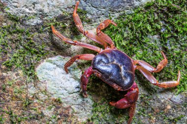 Yengeç kabuklu yağmur ormanlarında.