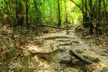 Orman iz yolu çalıştırmak için.
