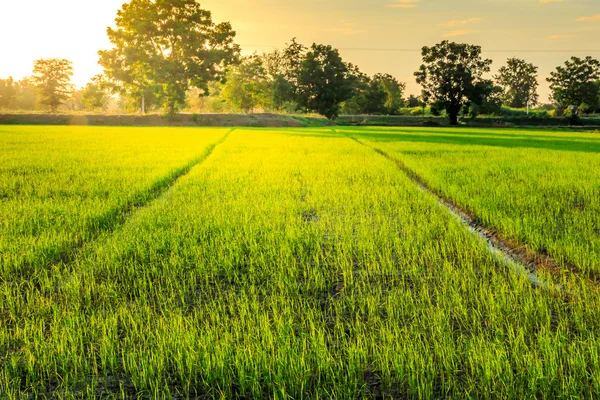 Rijst veld bij zonsondergang. — Stockfoto