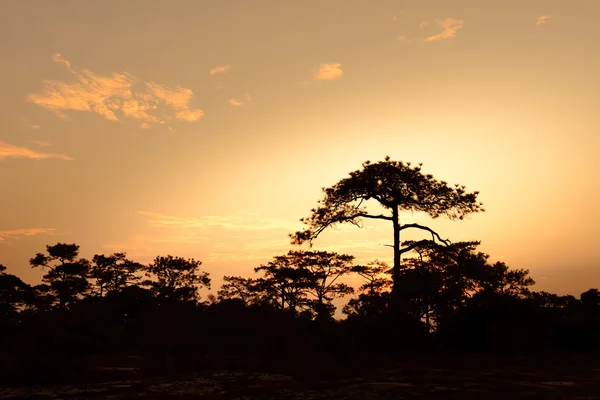 Sylwetki drzewa sosny o wschodzie słońca. — Zdjęcie stockowe