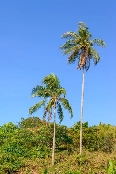 Sloped coconut trees while windy. — 图库照片