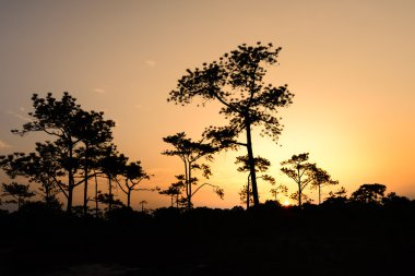 Çam ağacı güneş doğarken kontrast. 
