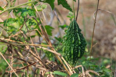 Bitter kabak meyve, Tay ot.