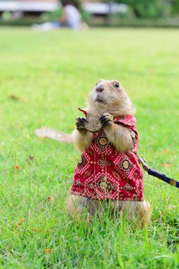 Prairie dog in cloth standing on grass.
