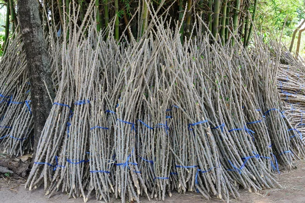 Preparación de brotes de yuca . —  Fotos de Stock