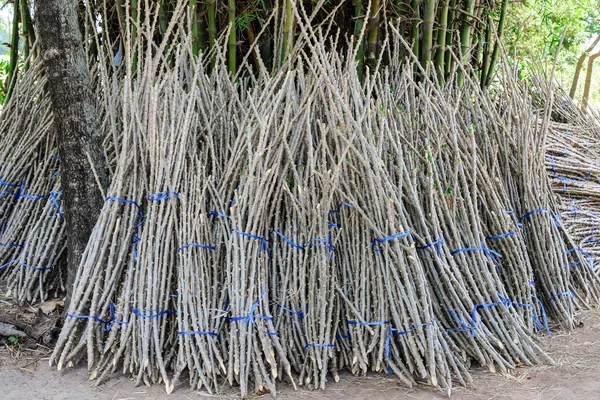 Preparación de brotes de yuca . —  Fotos de Stock