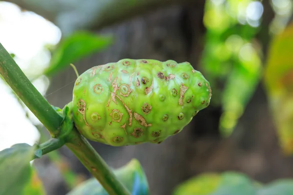 Great morinda, Tahitian noni, Indian mulberry, Beach mulberry. — Zdjęcie stockowe