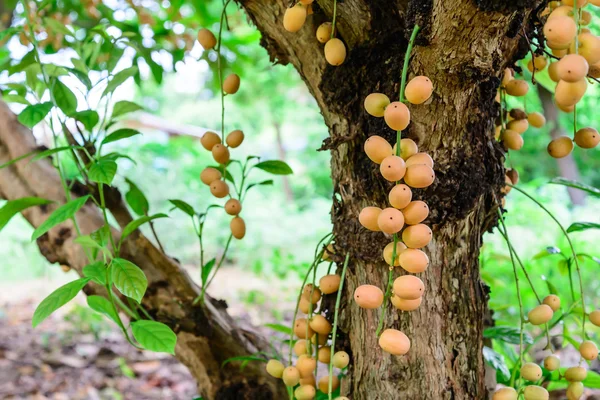 Baccaurea ramiflora fruit. — Photo