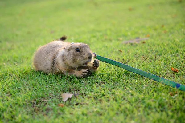Prairie dog eating snack on grass. — Stock Photo, Image