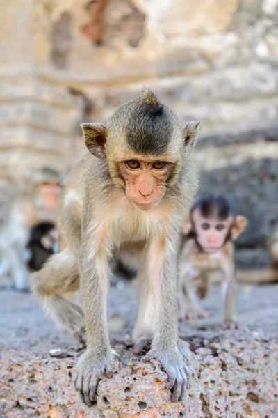 Bébé singe à Lopburi, Thaïlande . — Photo