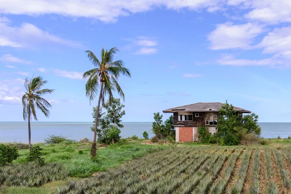 Casa abandonada estilo tailandés junto al mar con campo de piña . — Foto de Stock