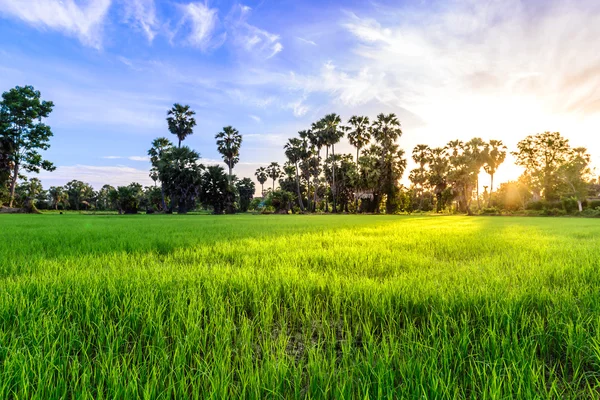 Rijst veld met palm boom backgrond in ochtend, Phetchaburi Thai — Stockfoto