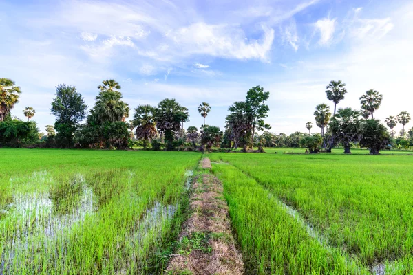 Campo di riso con dorso di palma al mattino, Phetchaburi Thai — Foto Stock