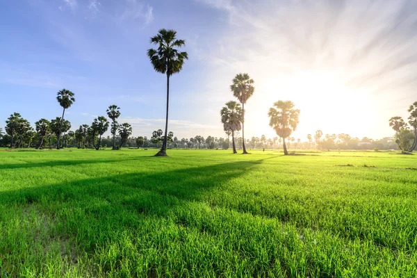 在早上，泰国碧武里的棕榈树背景稻田 — 图库照片