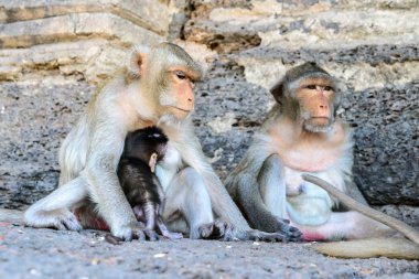 Aile maymun Lopburi, Tayland.