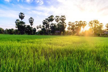 Pirinç alan palmiye ağacı backgrond sabah, Phetchaburi Tayland ile.