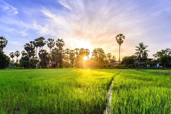 Campo di riso con sfondo di palma al mattino, Phetchaburi Thai — Foto Stock