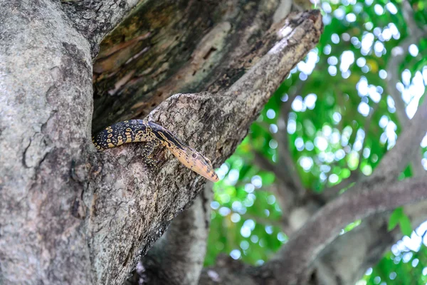 Bengal monitor lizard in tree hole. — Stock Photo, Image