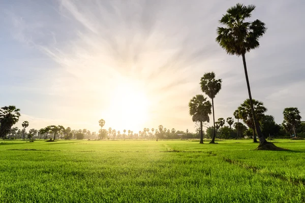 Rizs mező a palm tree backgrond reggel, Phetchaburi, Thaiföld. — Stock Fotó