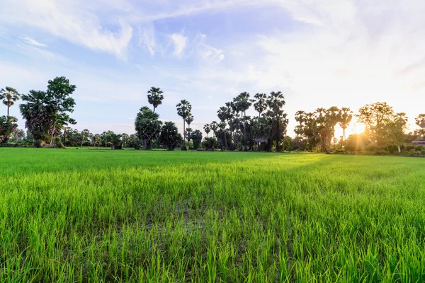 Rijst veld met palm boom backgrond in de ochtend. — Stockfoto