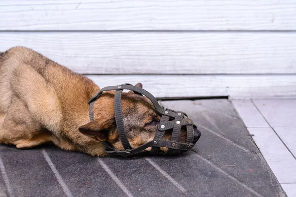 Close up van uzzled hond slapen op cement vloer, zeer uncomforta — Stockfoto