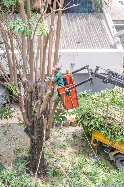 Jardinero poda un árbol con motosierra en grúa . —  Fotos de Stock