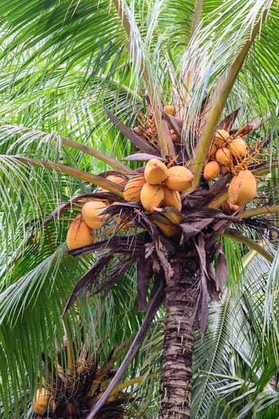 Close up of bunch yellow coconut on tree. — Stock Photo, Image