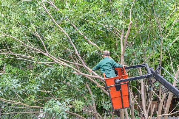 Jardinero poda un árbol con motosierra en grúa . — Foto de Stock