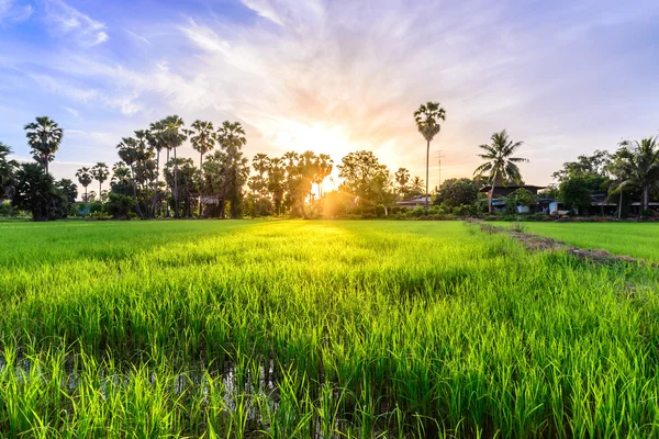 在早上的棕榈树背景稻田. — 图库照片