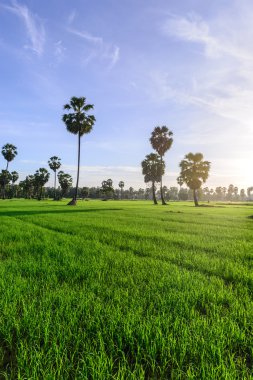 Pirinç alan palmiye ağaç arka planda sabah, Phetchaburi Tayland ile.