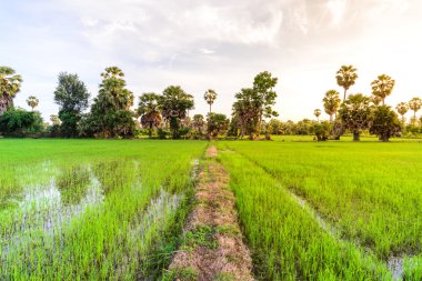 Pirinç alan palmiye ağaç arka planda sabah, Phetchaburi Tayland ile.