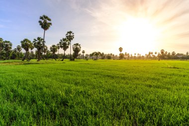 Pirinç alan palmiye ağaç arka planda sabah, Phetchaburi Tayland ile.