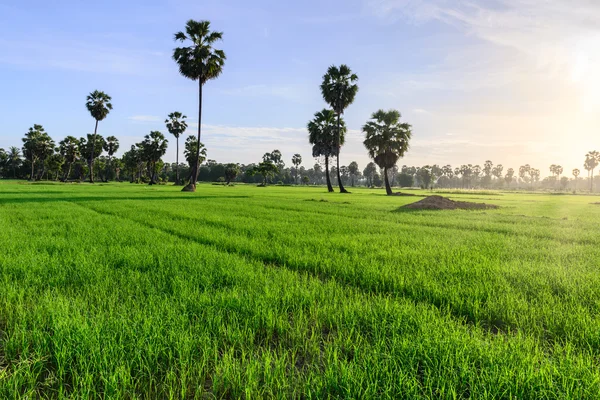 Campo di riso con sfondo di palma al mattino, Phetchaburi Thailandia . — Foto Stock