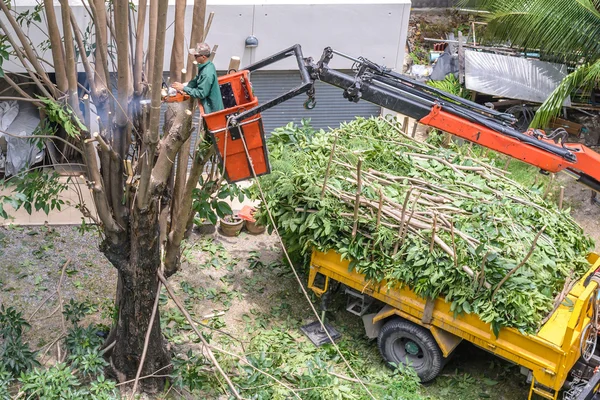 Jardineiro poda uma árvore com motosserra no guindaste . — Fotografia de Stock