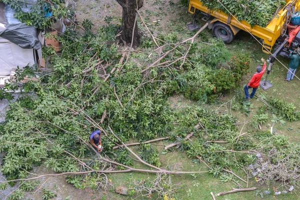 Jardinier taille un arbre avec tronçonneuse sous l'arbre . — Photo