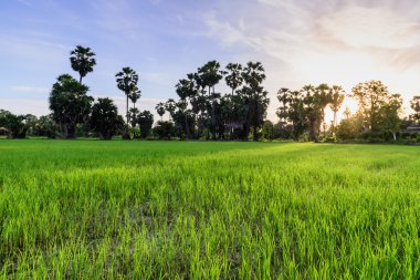 Pirinç alan palmiye ağaç arka planda sabah, Phetchaburi Tayland ile.