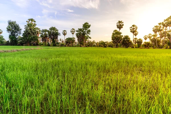 Campo di riso con sfondo di palma al mattino, Phetchaburi Thailandia . — Foto Stock