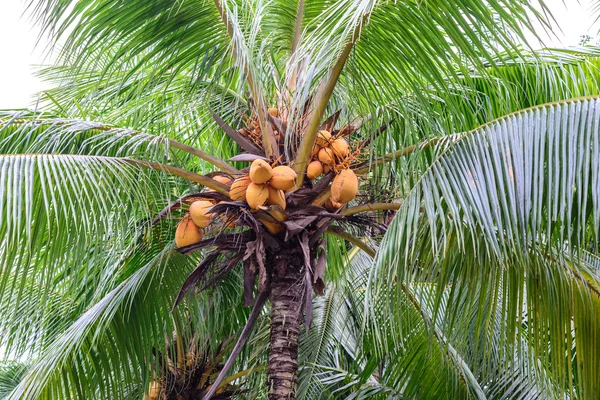 Close up of bunch yellow coconut on tree. — Stock Photo, Image