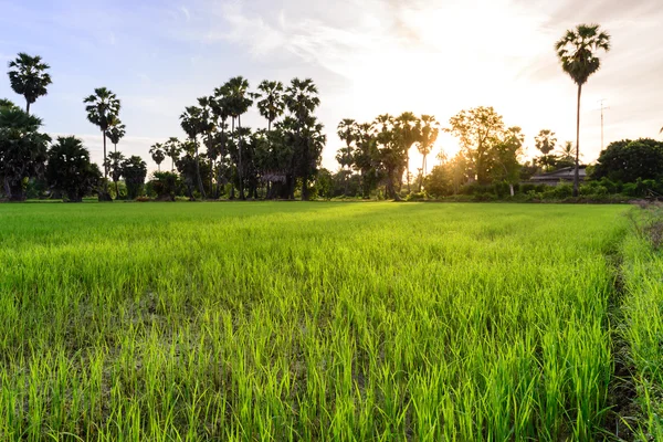 Rijst veld met palm tree achtergrond in ochtend, Phetchaburi, Thailand. — Stockfoto