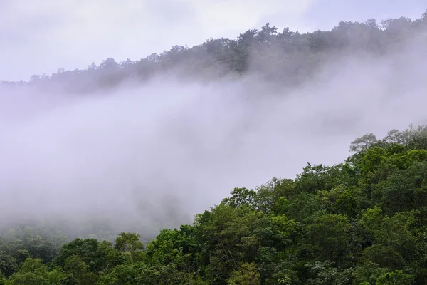 Niebla en el bosque por la mañana . — Foto de Stock