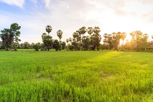 Rijst veld met palm tree achtergrond in ochtend, Phetchaburi, Thailand. — Stockfoto