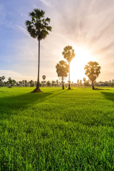 Rijst veld met palm tree achtergrond in ochtend, Phetchaburi, Thailand. — Stockfoto