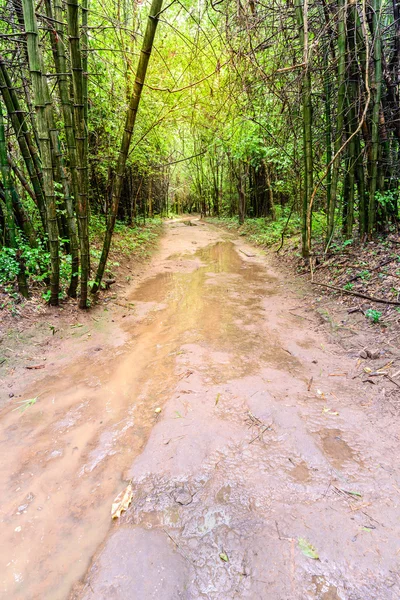 Mokrej drodze w rainforest. — Zdjęcie stockowe