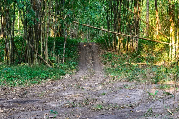 Estrada da trilha na floresta de bambu . — Fotografia de Stock