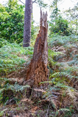 Forrest çürümüş ağaç.